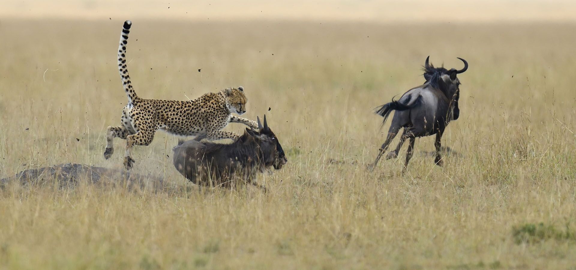 Maasai Mara, Kenya — big cats, golden plains and the Great Migration
