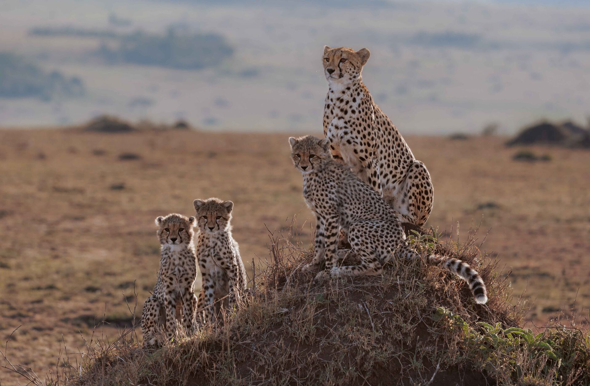 4 Days Maasai Mara Fly-In Safari