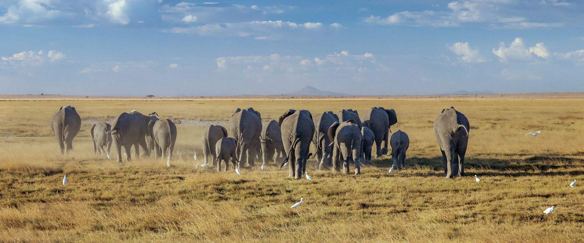 8 Days Amboseli, Tsavo & Diani Beach Safari