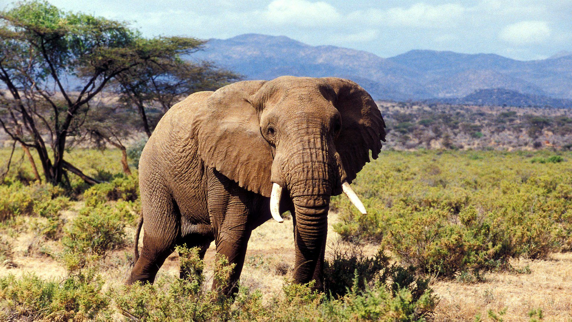 6 Days Samburu & Laikipia Wildlife Safari