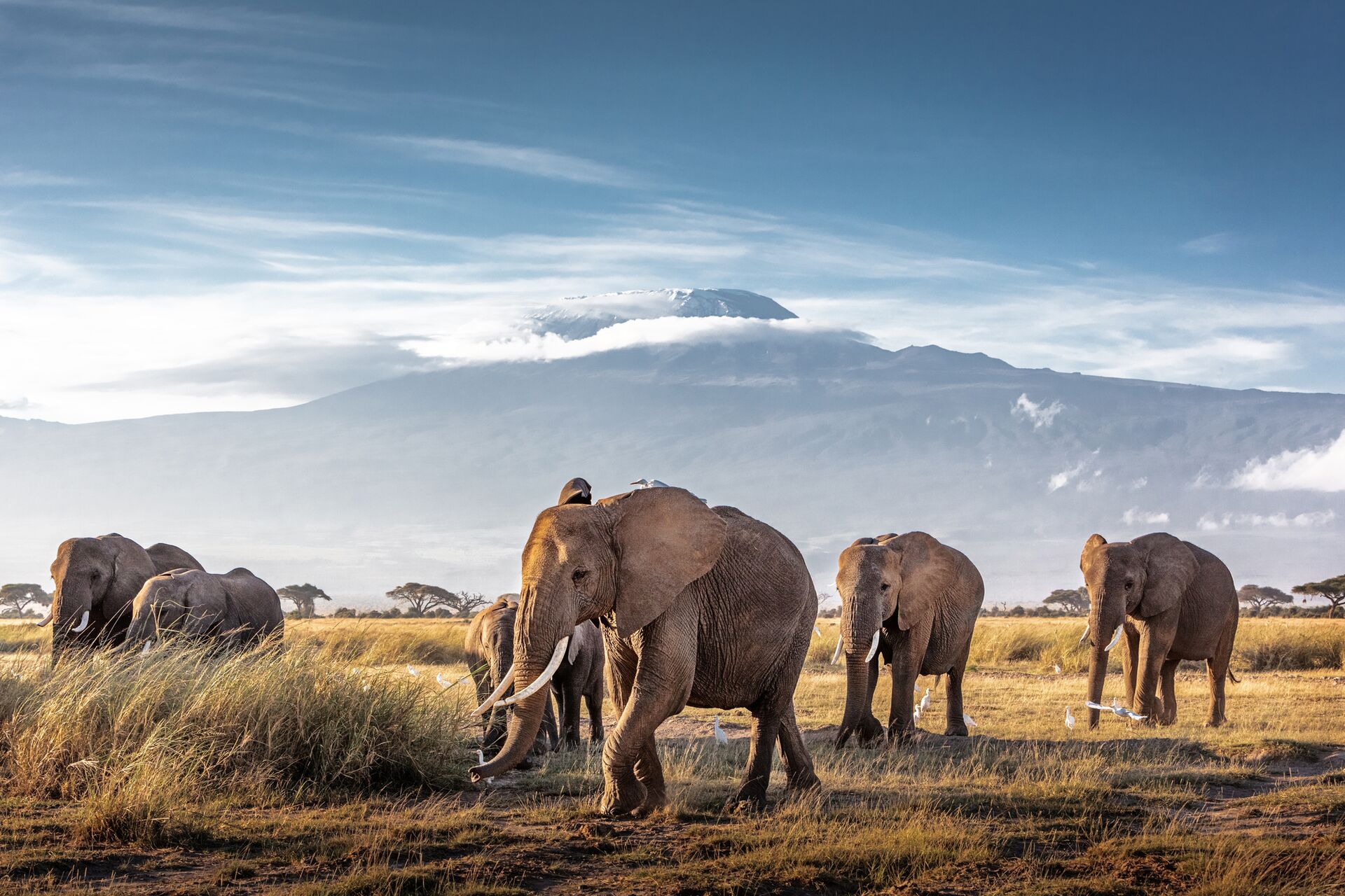 3 Days Amboseli Elephant Safari