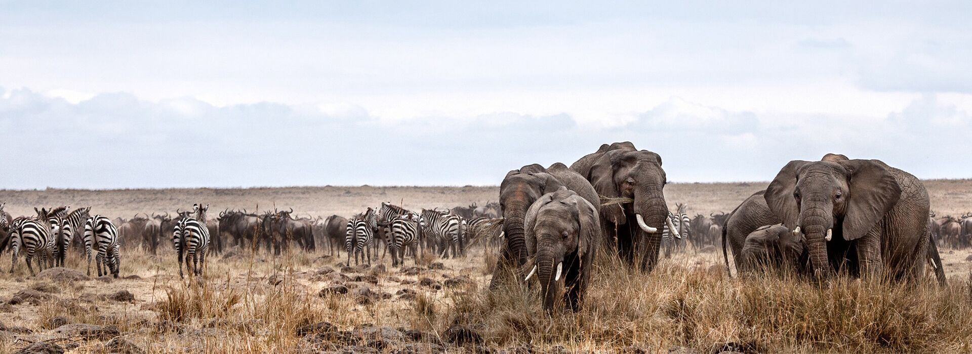 Wings to the Serengeti