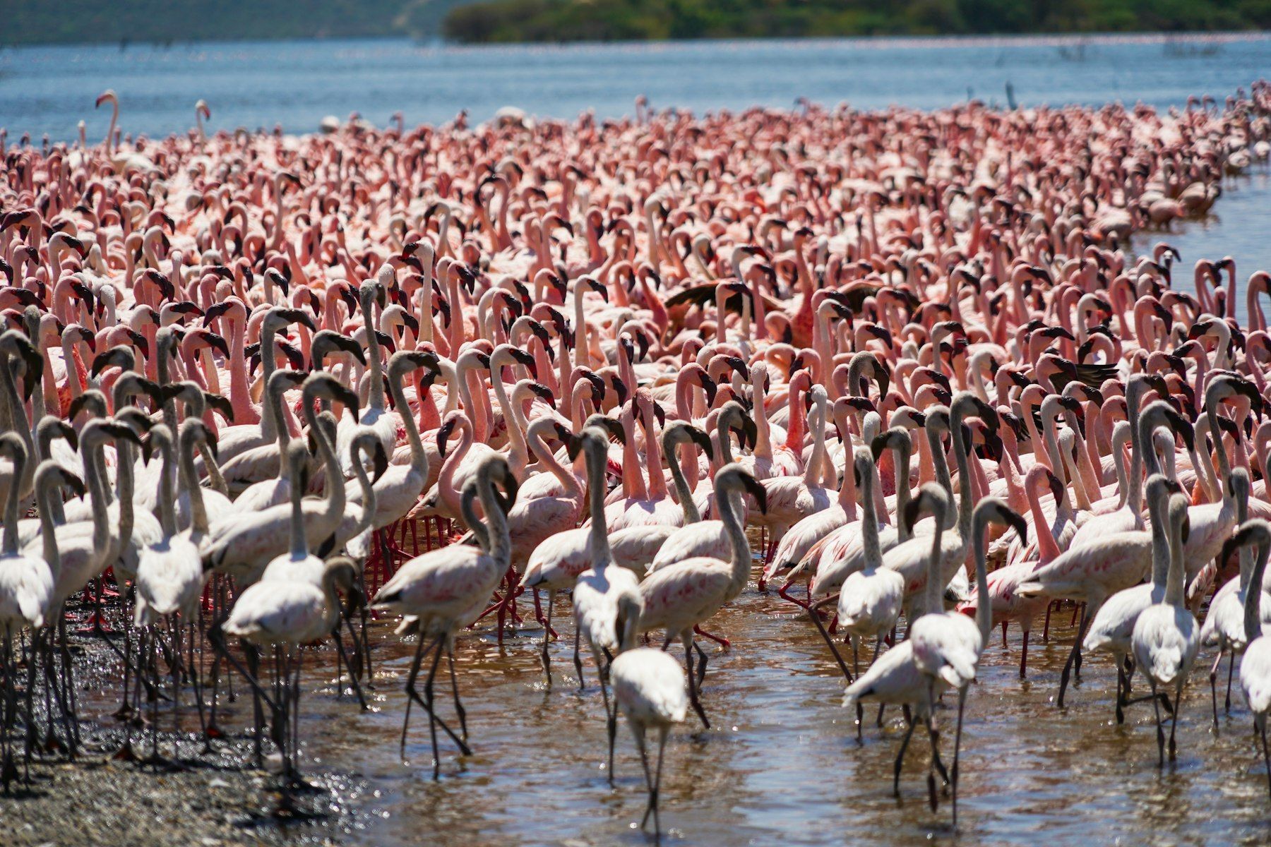 6 Days Kenya Rift Valley Lakes Birding Safari