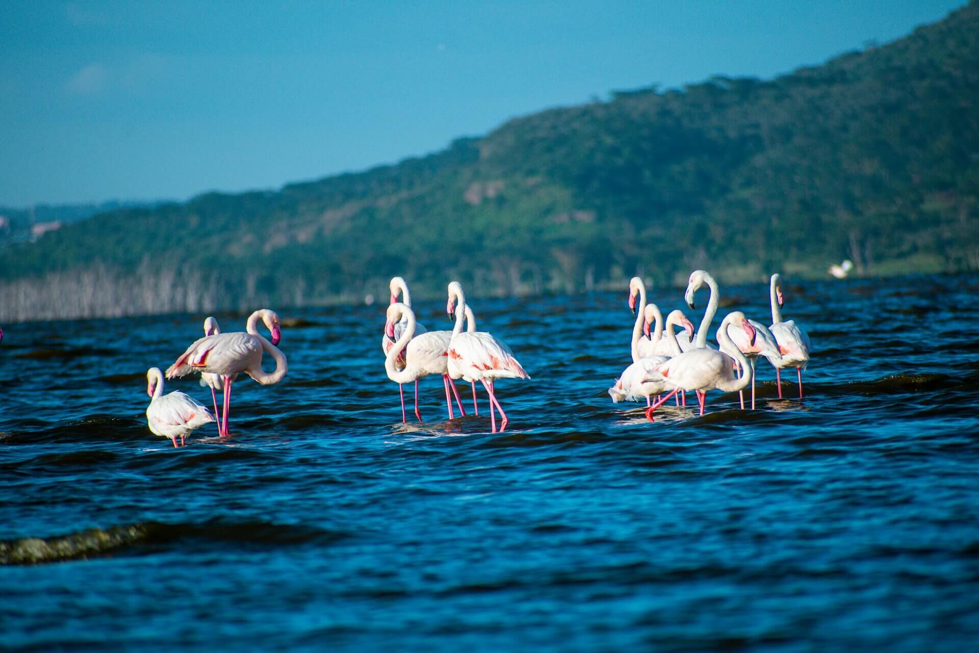 Lake Nakuru safari destination