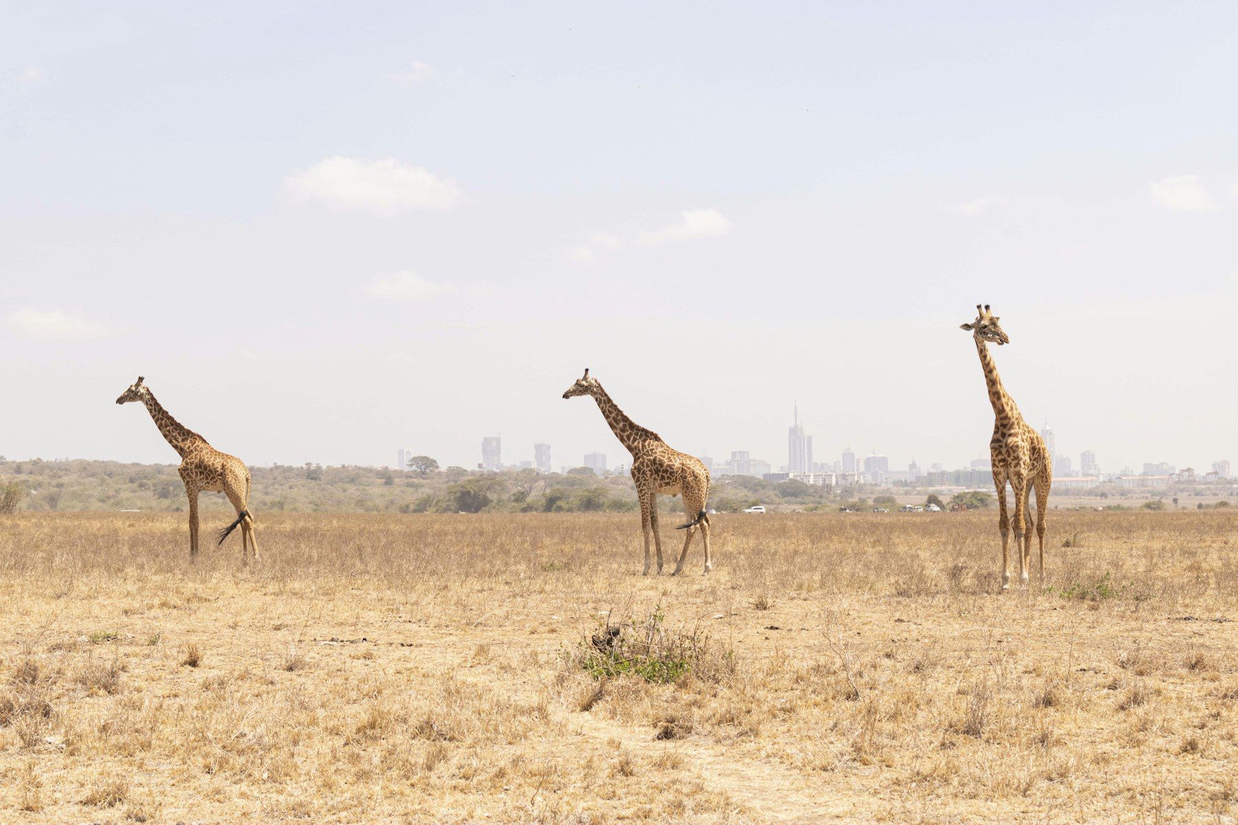 1 Day Nairobi City, National Archives & Matatu Culture Tour