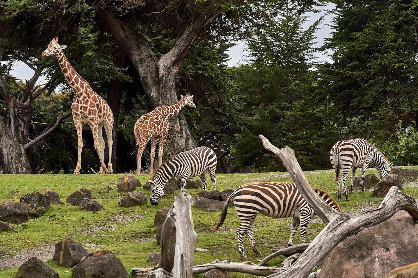 Pedalling Among Zebras in Hell's Gate