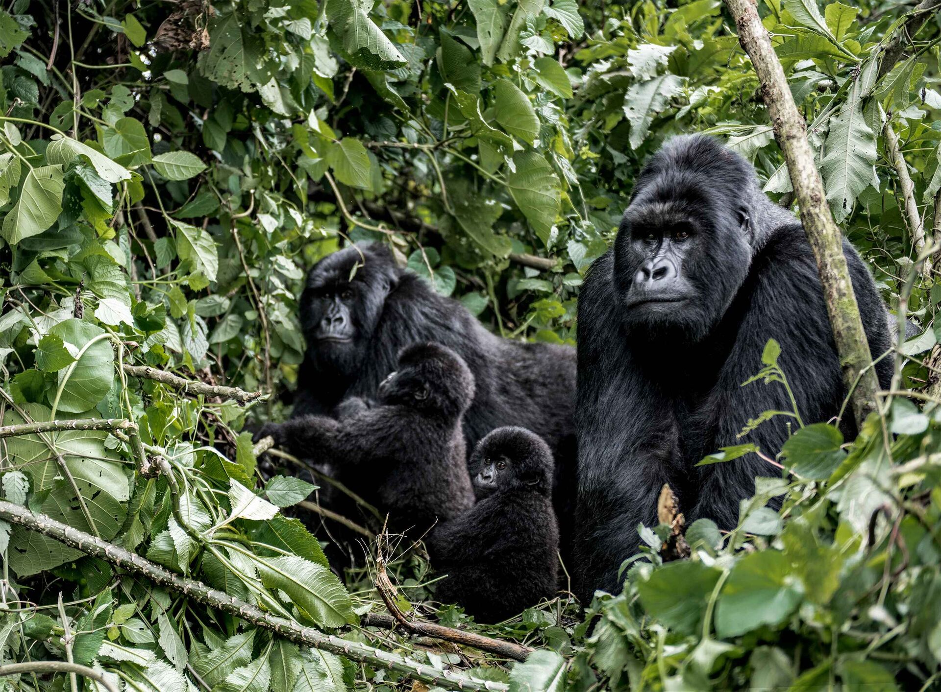 Bwindi, Uganda — safari destination