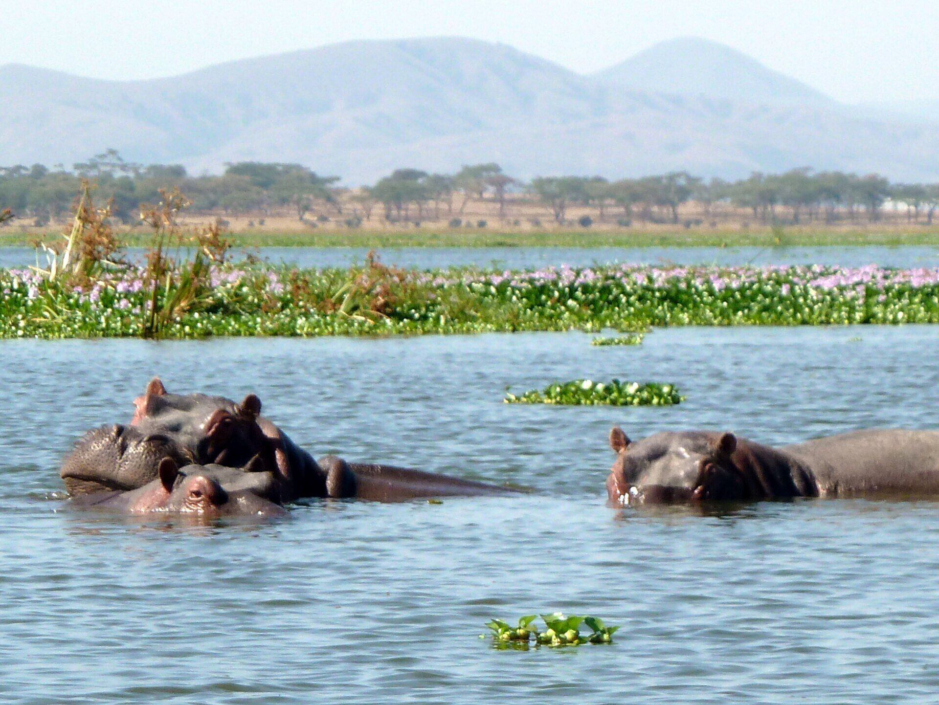 Skimmers on the Kazinga Channel