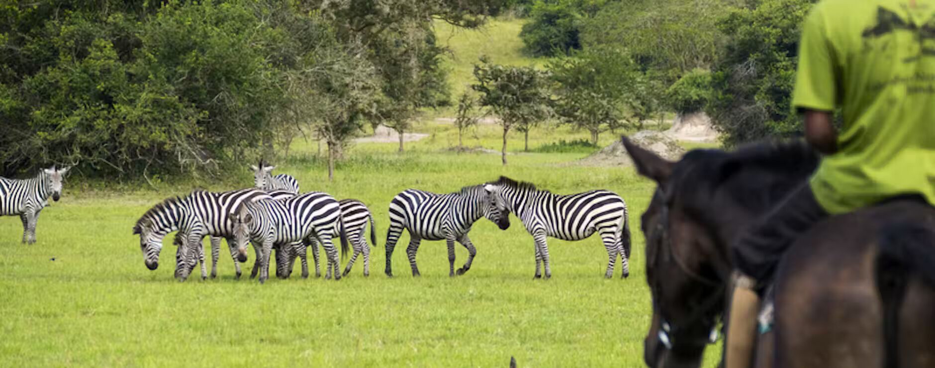 In the Saddle Among Zebra