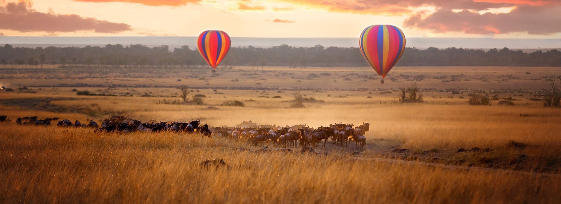Balloon at Dawn, Cats by Day