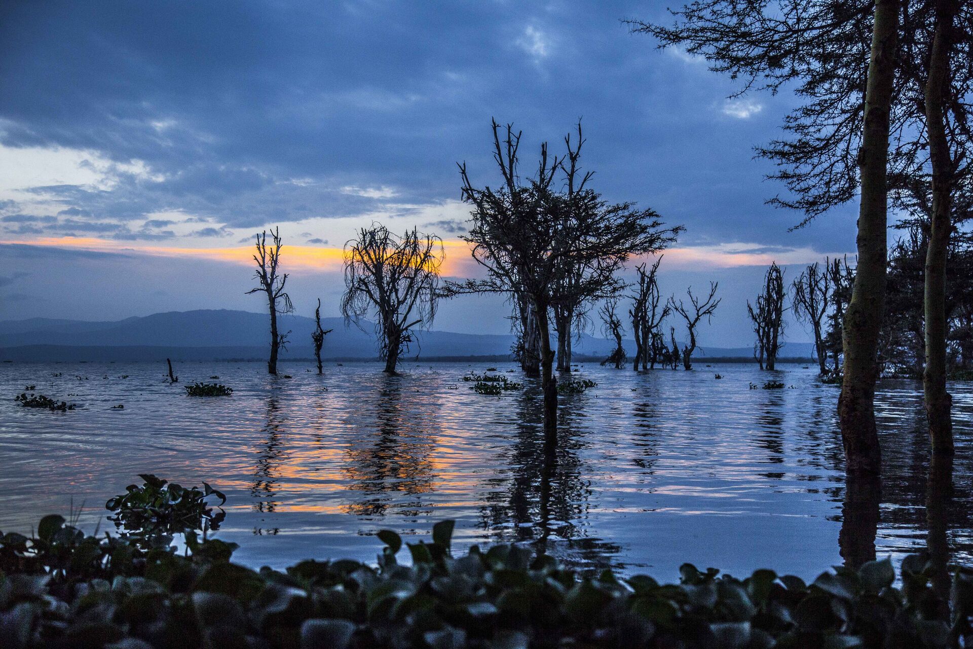 Papyrus Edges of Lake Naivasha