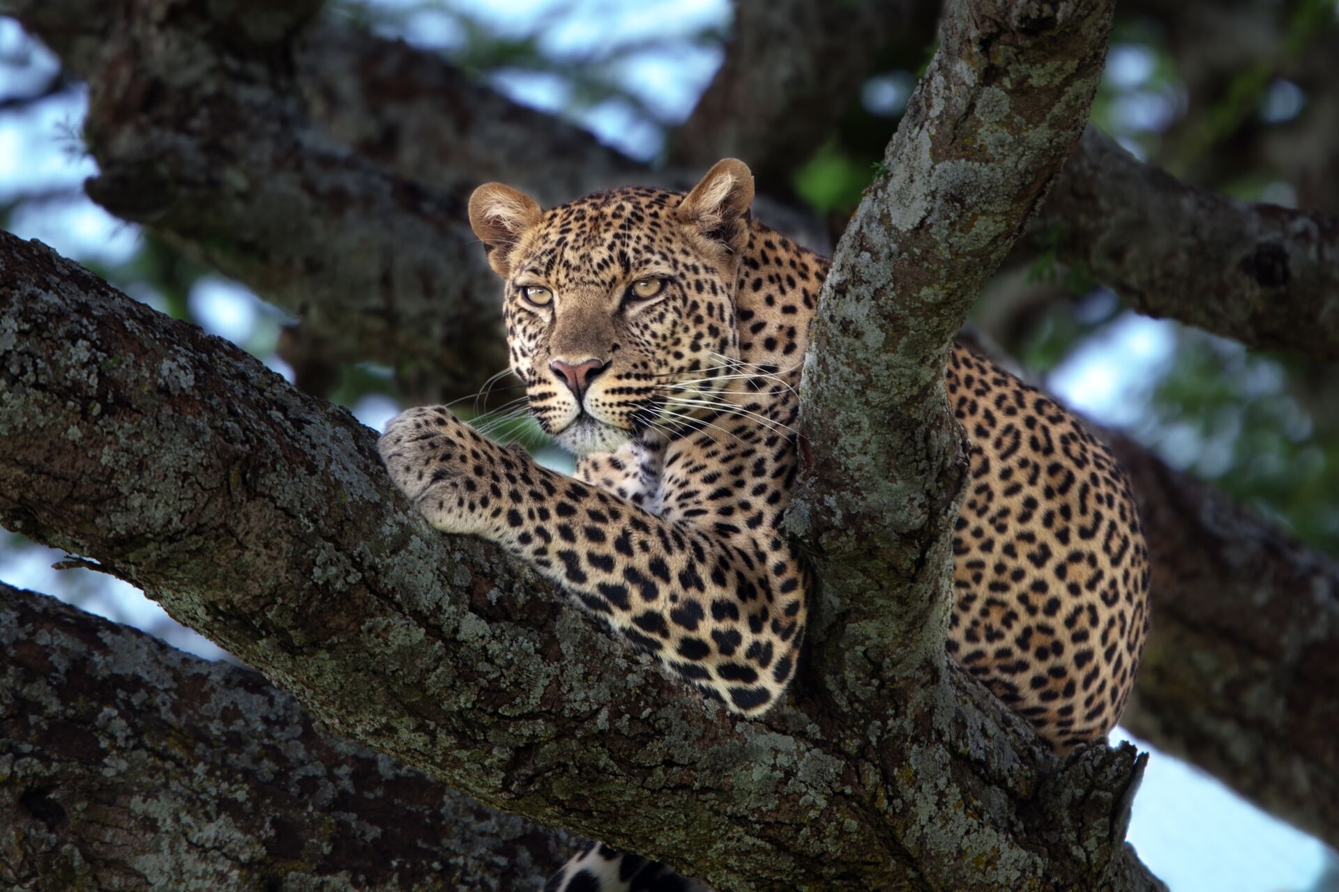 Driving the Heart of the Serengeti