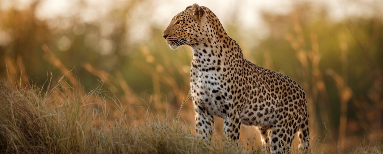 Leopard Patience