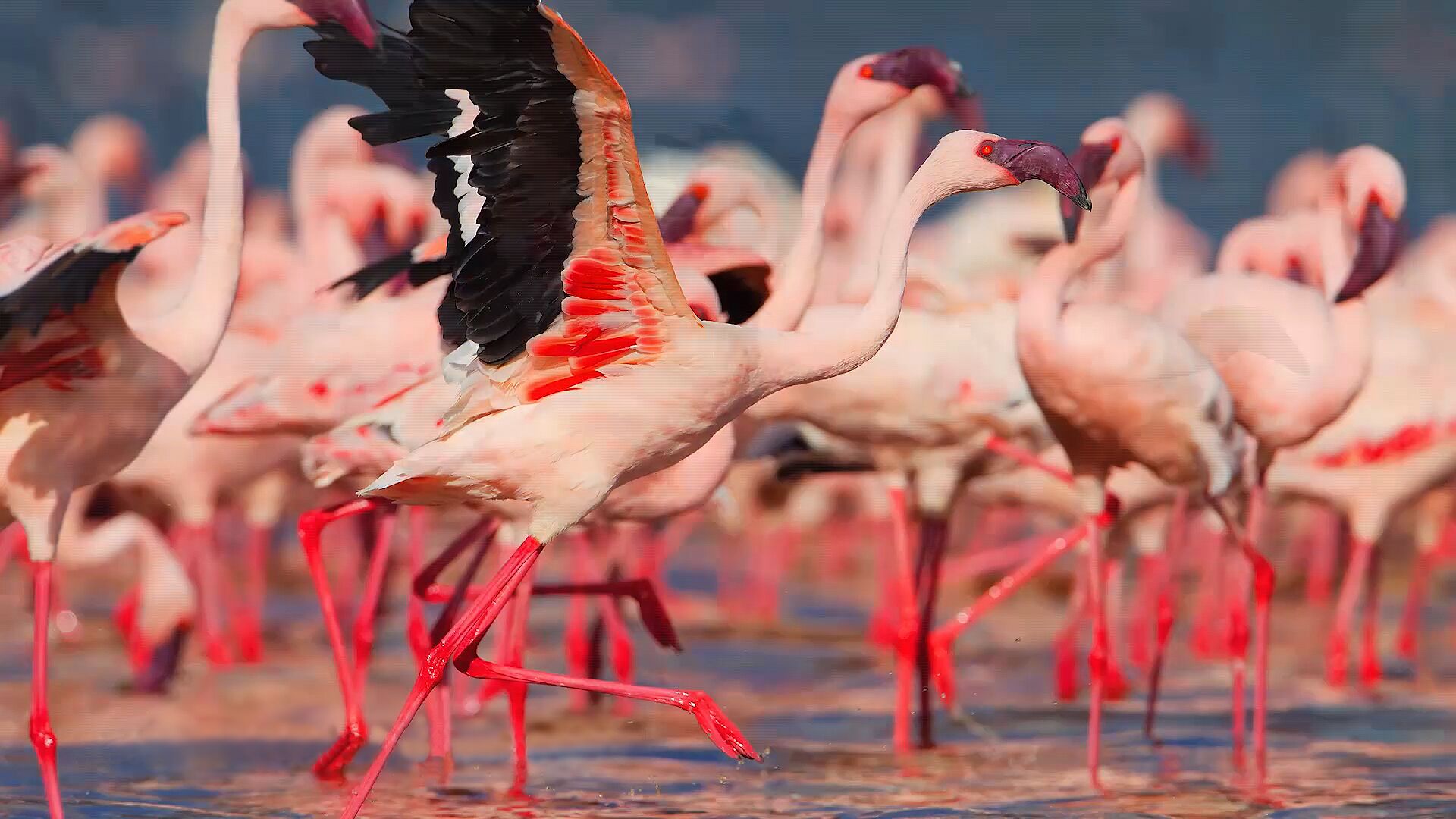 14 Days Kenya & Uganda Birding Safari