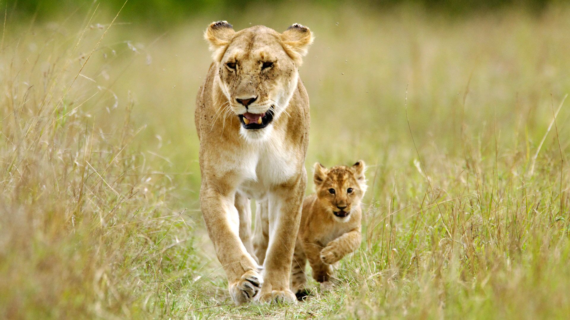 First Steps in Lion Country
