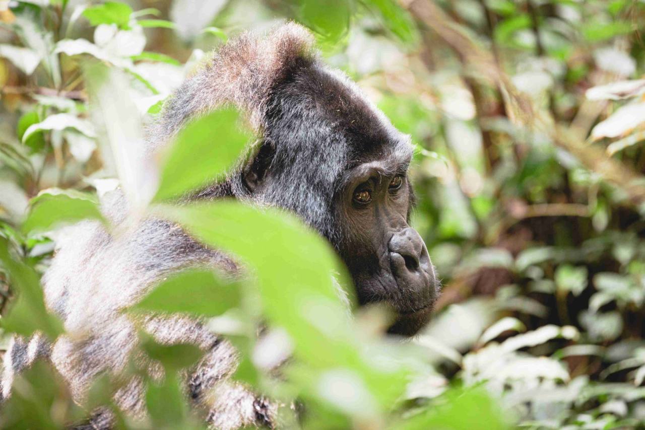 Gorilla trekking in Bwindi vs Volcanoes: which to choose