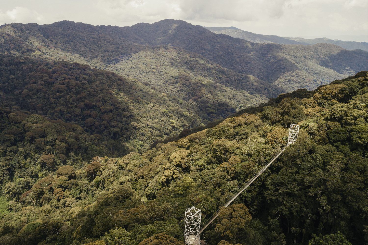 Above the Canopy, Down to the Lake