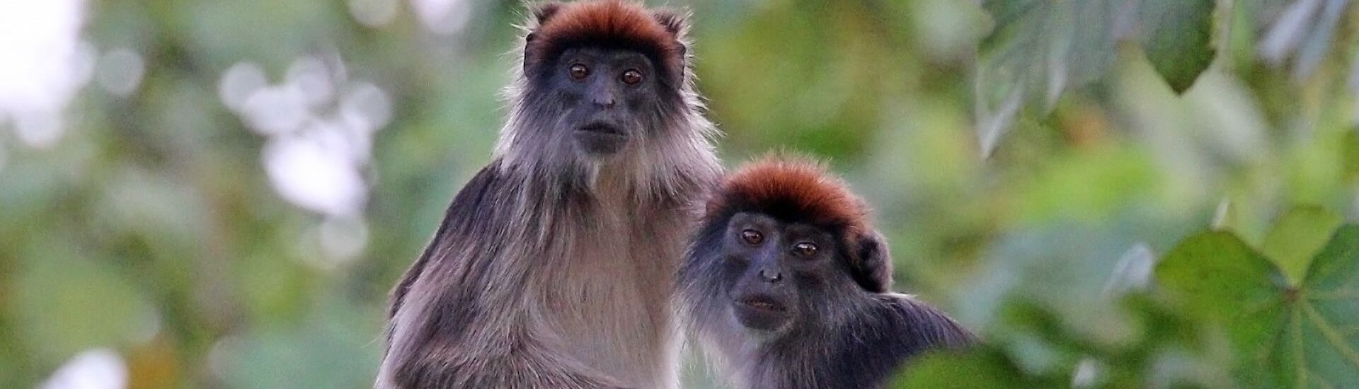 Keeping Up with Chimpanzees