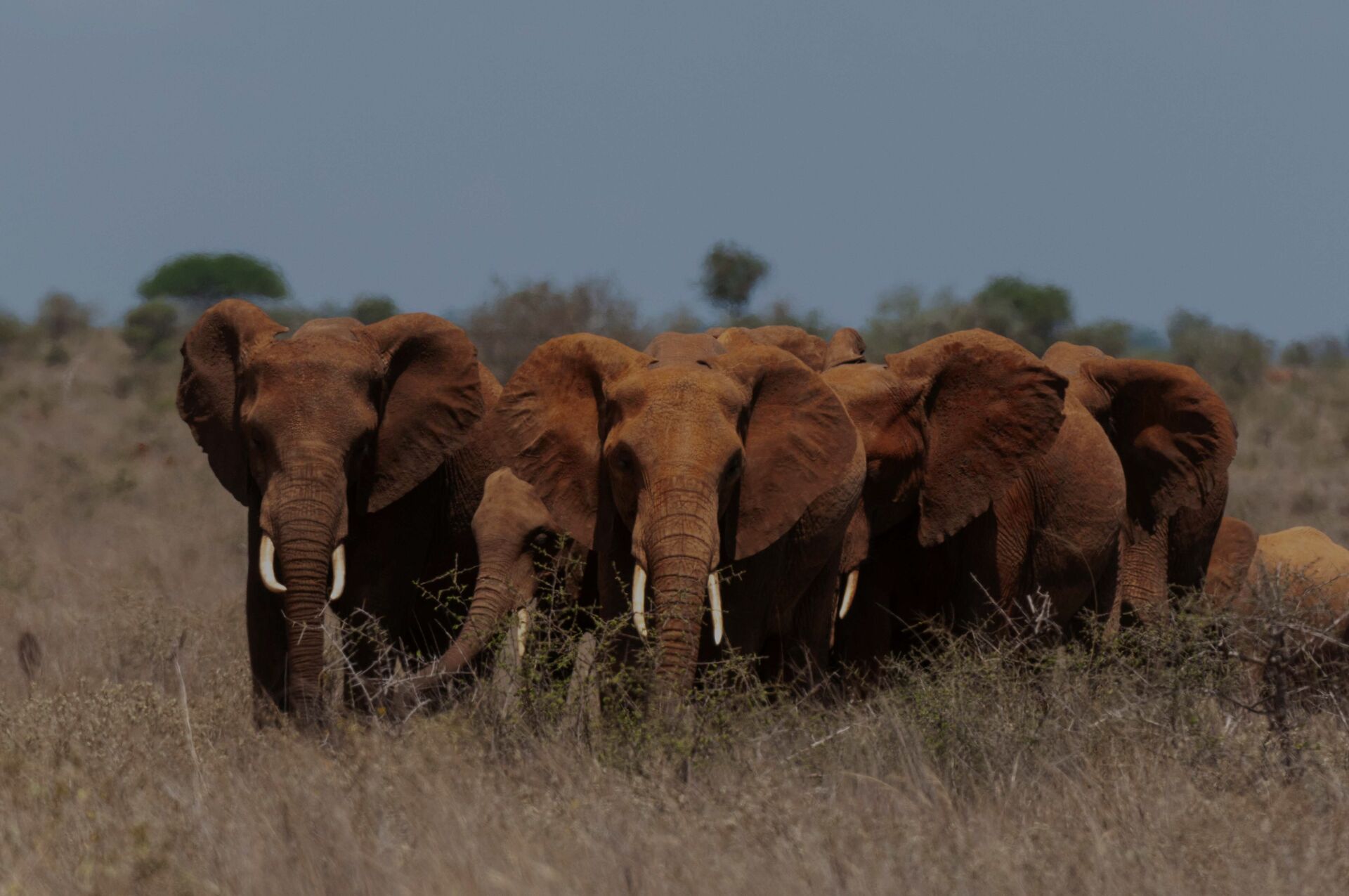 3 Days Tsavo East Red Elephant Safari