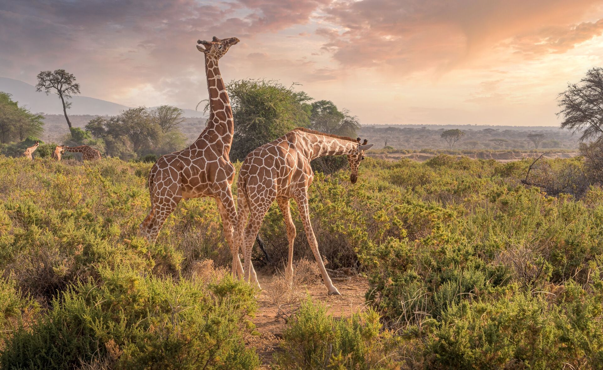 5 Days Samburu & Ol Pejeta Safari