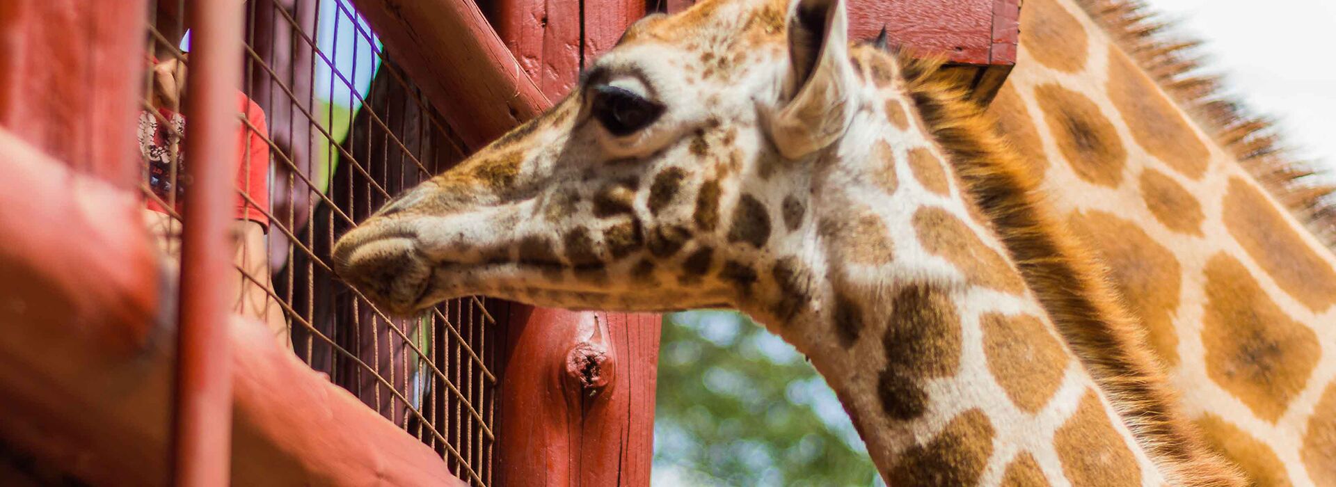 1 Day Nairobi Giraffe Centre & Sheldrick Elephant Nursery Tour
