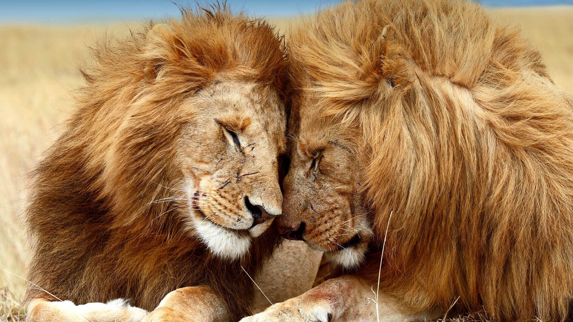 Through Loliondo to the Serengeti