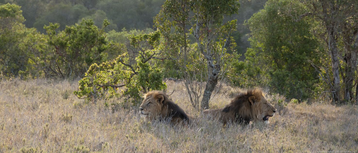The Lionesses of Amboseli