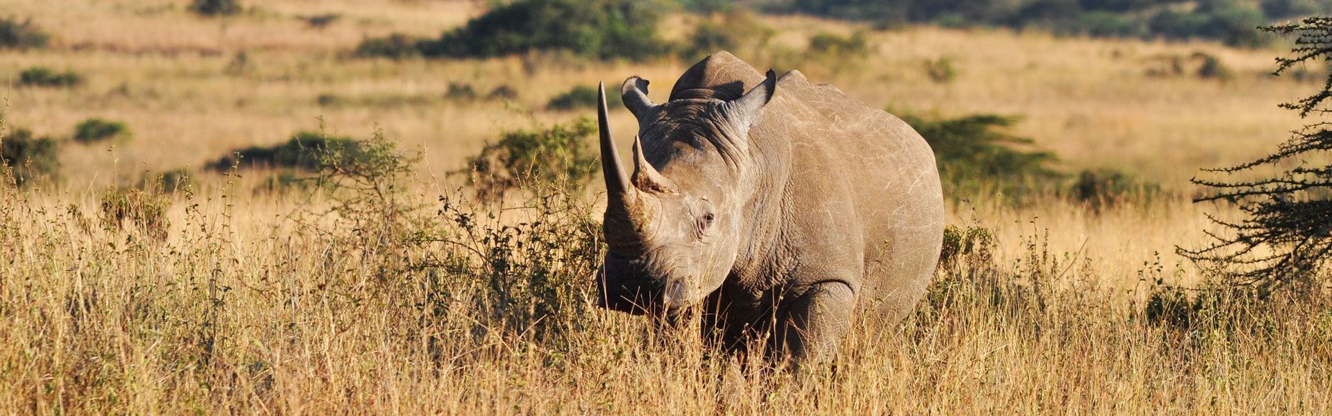 4 Days Ol Pejeta & Mount Kenya Conservation Safari