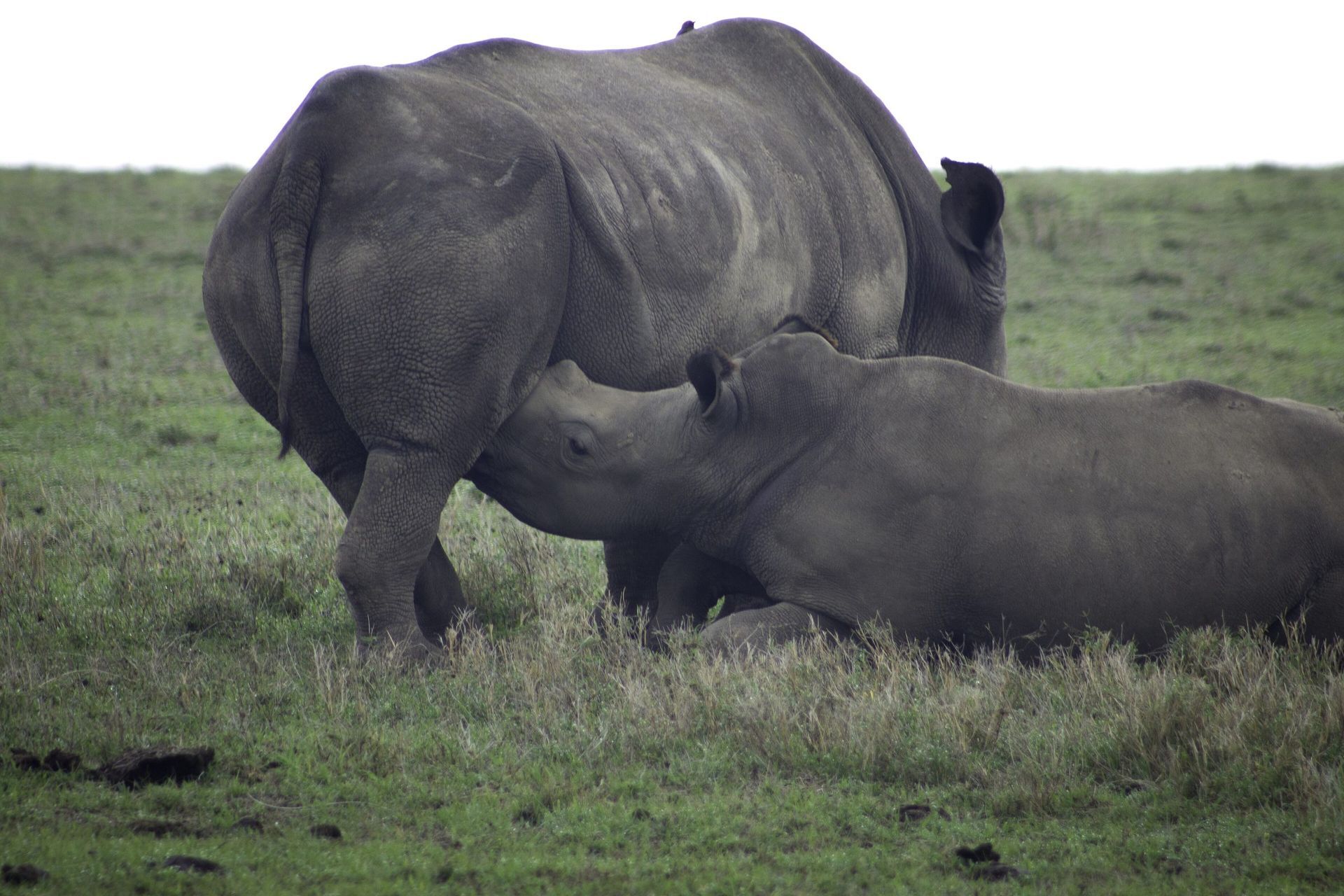 Laikipia & Ol Pejeta, Kenya