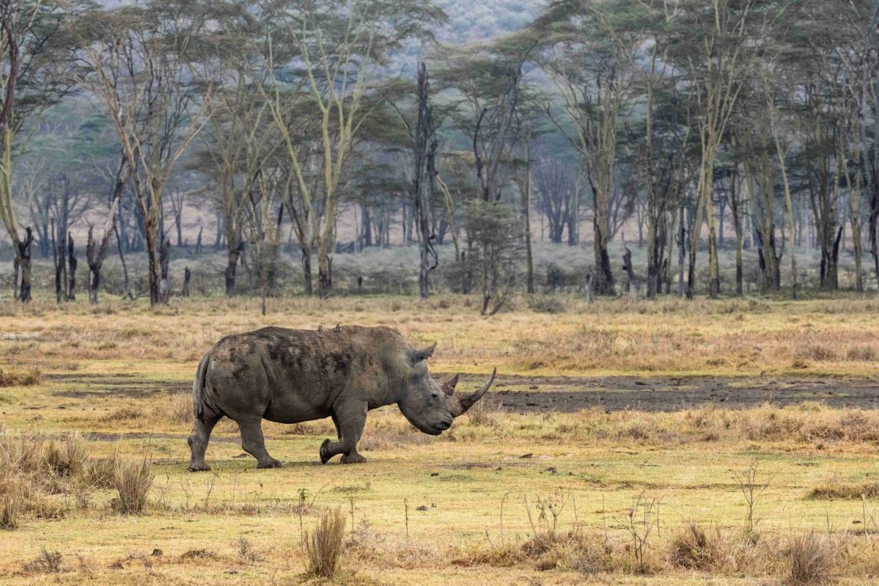 Maasai Mara, Kenya