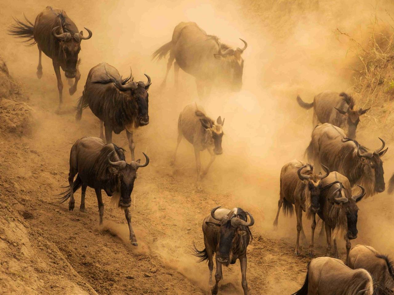 When to see the Great Migration in the Maasai Mara