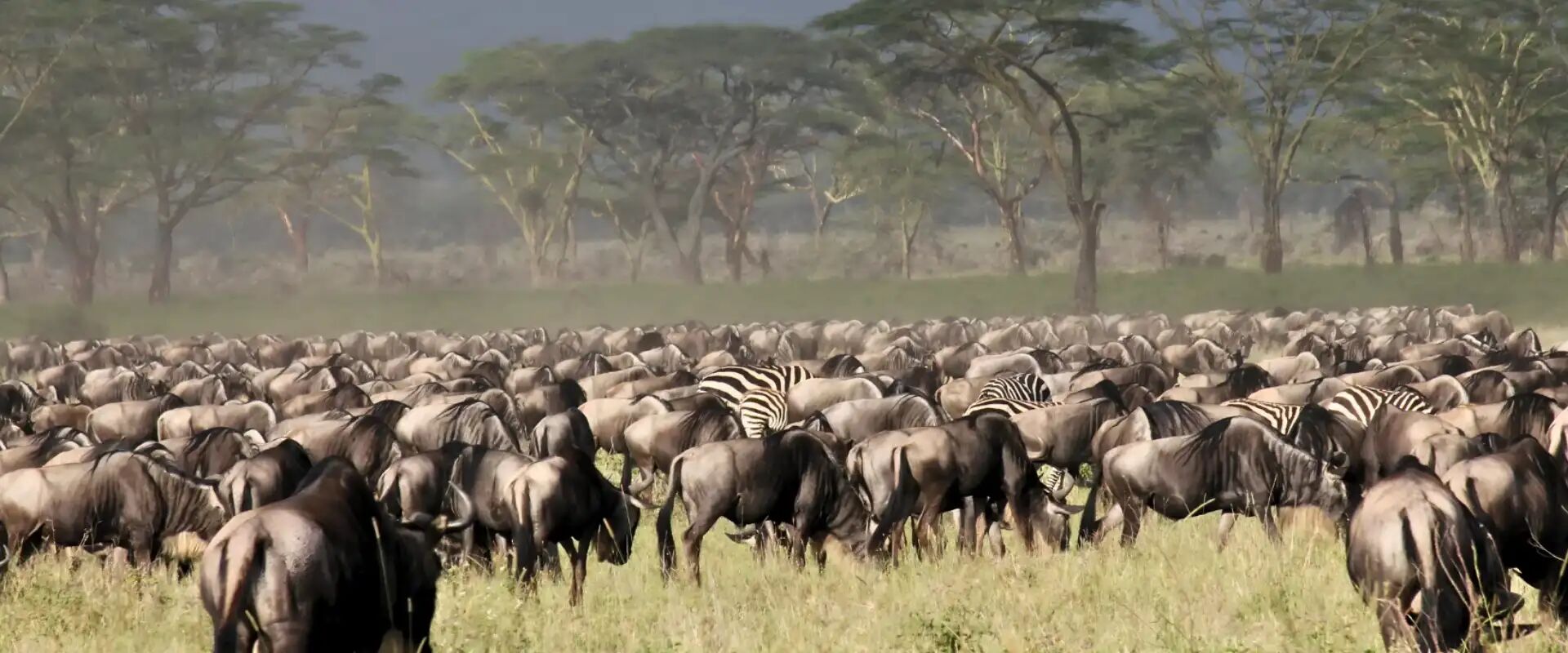 8 Days Amboseli & Serengeti Calving Season Safari