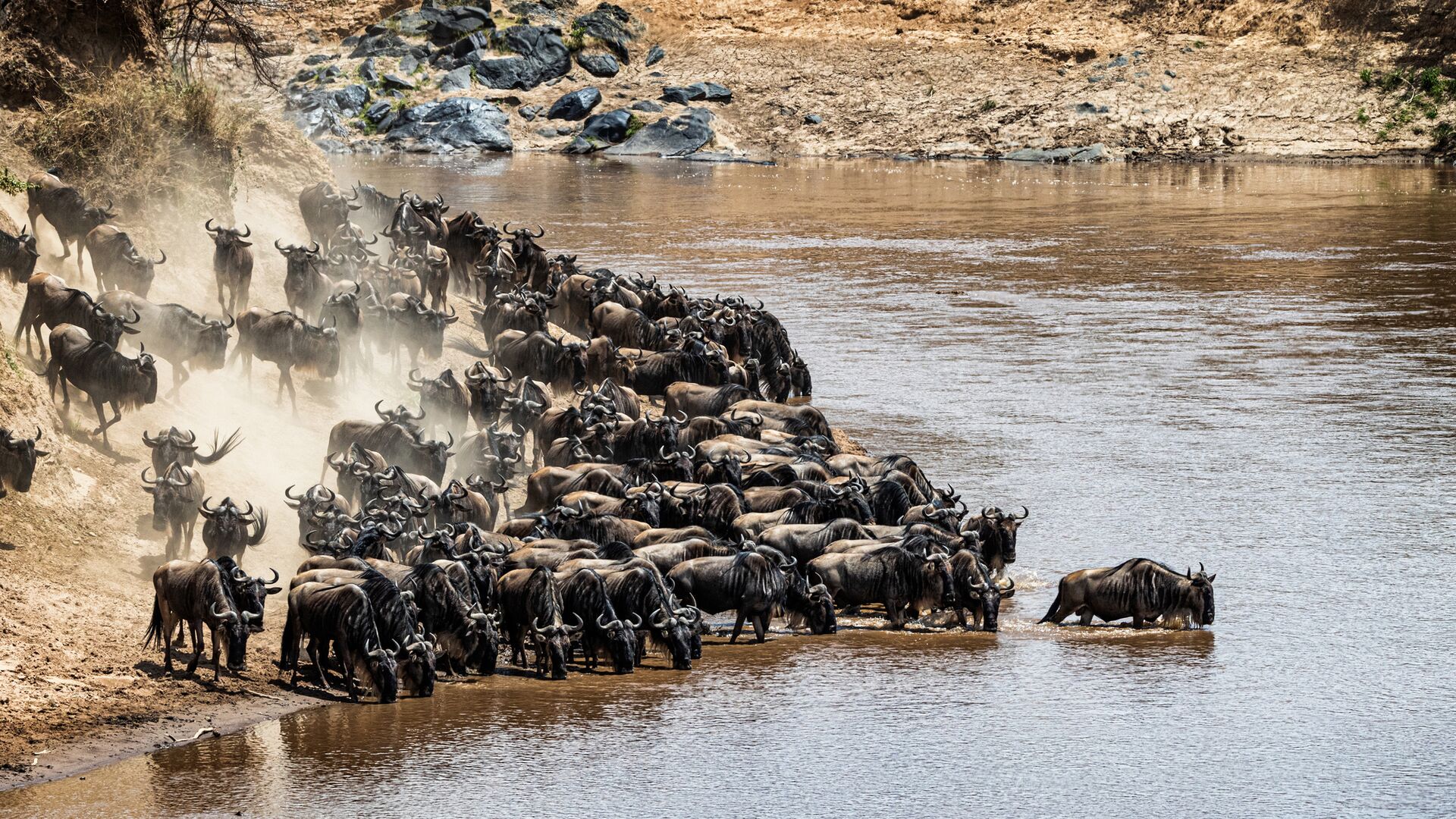 Mara River, Kenya · Tanzania — the Great Migration crossing, July to October