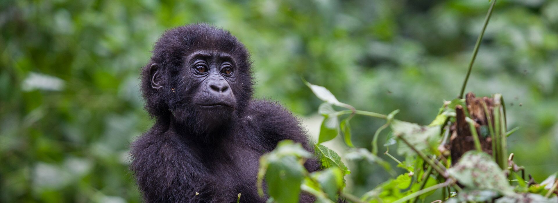 Gorillas or the Ridge Road